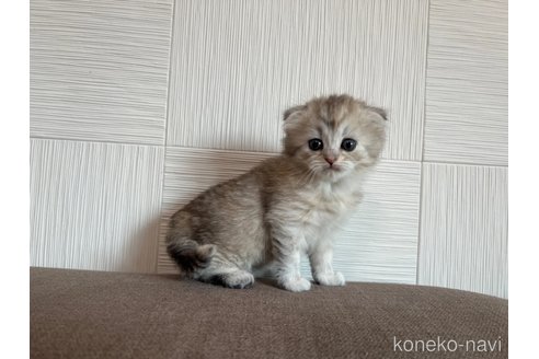 成約済の茨城県のスコティッシュフォールド(折れ耳)-95129の5枚目